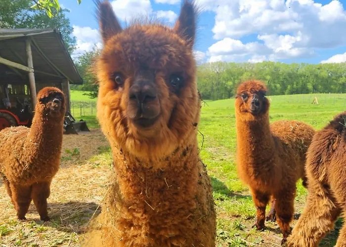 Photo de Alpaka Ferienhof Luebsee Lubsee
