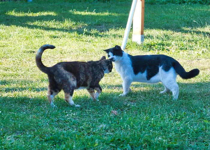Hof-Silberweide Apartment Wendisch Waren photo